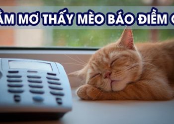 Mo-thay-meo