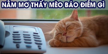 Mo-thay-meo