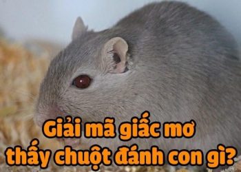 mo-thay-chuot-min