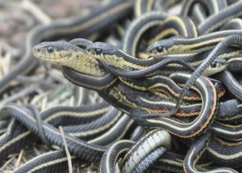 mo-thay-nhieu-ran-min